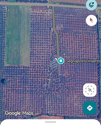  Terreno agricolo uliveto contrada Seggio