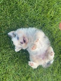 Miniature American Shepherd