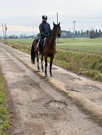 Super cavalla per trekking