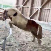 Pony shetland 7 anni, h105