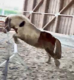 Pony shetland 7 anni, h105