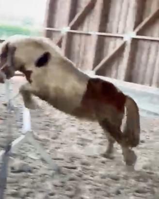 Pony shetland 7 anni, h105/110