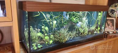 Acquario acqua dolce 300 litri completo di pompa,