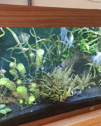 Acquario acqua dolce 300 litri completo di pompa,