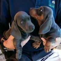 Cuccioli di bassotto