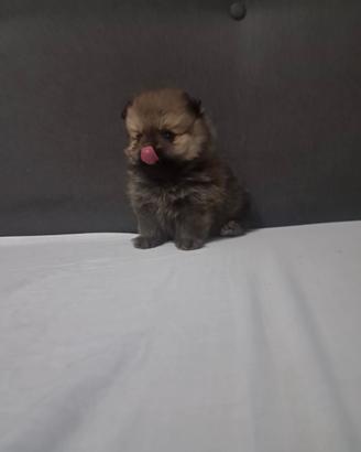 Cuccioli di spitz linea americana