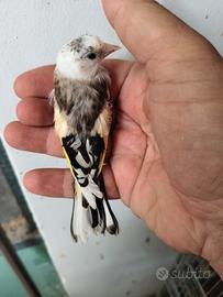 Cardellino
