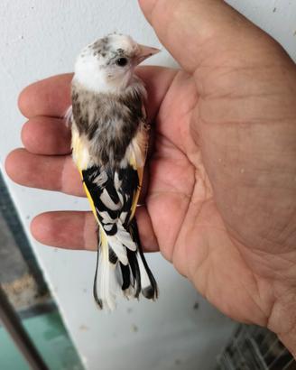 Cardellino