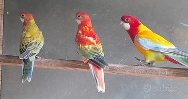 Pappagallo parrocchetto rosella