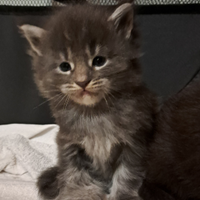 Cucciolo Maine coon