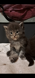 Cucciolo Maine coon