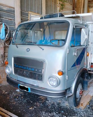 OM LEONCINO 35 c