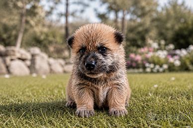 Animali