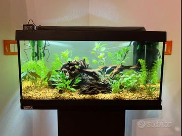 Acquario 54 LT perfette condizioni pronto all'uso