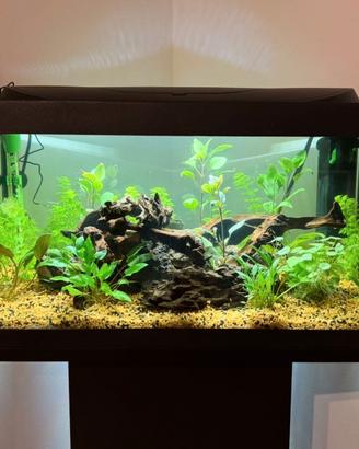 Acquario 54 LT perfette condizioni pronto all'uso