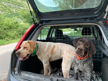 Bracco pointer da tartufo