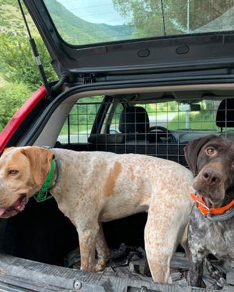 Bracco pointer da tartufo
