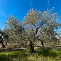 Uliveto Torremaggiore - Zona PagliaraVecchia