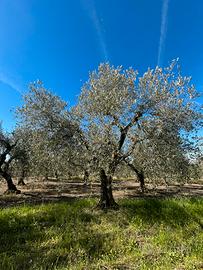 Uliveto Torremaggiore - Zona PagliaraVecchia