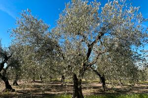 Uliveto Torremaggiore - Zona PagliaraVecchia