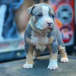 American pitbull terrier tricolor occhi chiari