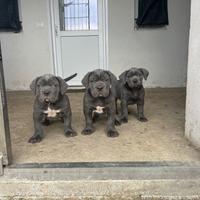 Cuccioli di cane corso