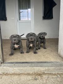 Cuccioli di cane corso