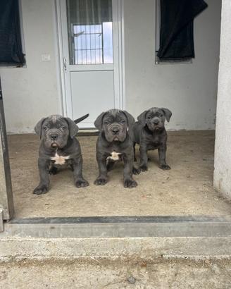 Cuccioli di cane corso