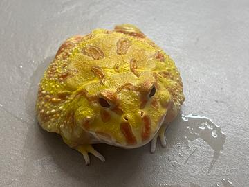 Rana Pac-Man albina lime