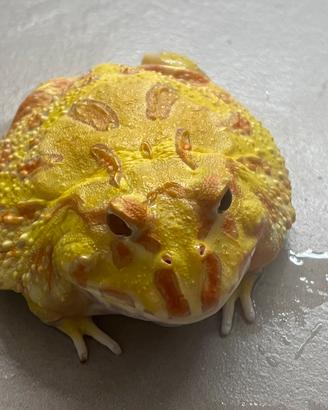 Rana Pac-Man albina lime