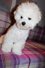 Cuccioli Bichon a poil frisé. Belli,eleganti