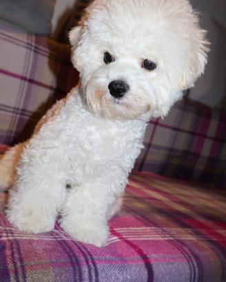 Cuccioli Bichon a poil frisé. Belli,eleganti