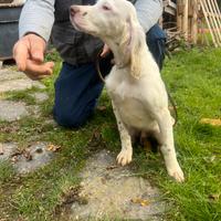 Cucciolo setter inglese