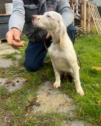Cucciolo setter inglese