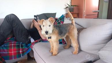 Femmina di Lakeland Terrier 