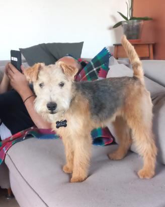 Femmina di Lakeland Terrier 