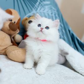 Gattina British Longhair Pedigree da Riproduzione