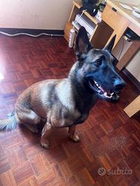 Cane manilouis