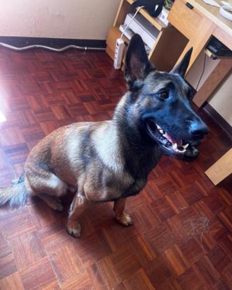 Cane manilouis
