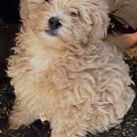 Maltipoo cuccioli