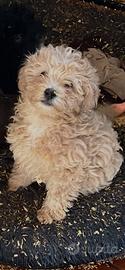 Maltipoo cuccioli