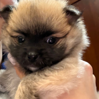 Spitz tedesco Pomerania