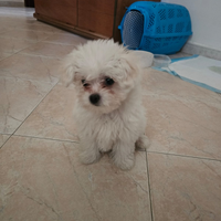 Bichon Maltez mini toy