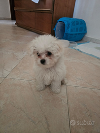 Bichon Maltez mini toy