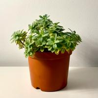 Sedum Palmeri pianta grassa vaso cm. 15