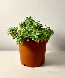 Sedum Palmeri pianta grassa vaso cm. 15