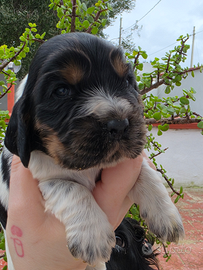 Cocker spaniel inglese enci