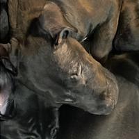 Cucciolo bullterrier