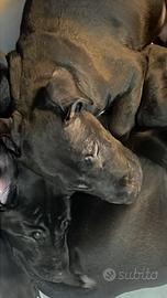 Cucciolo bullterrier