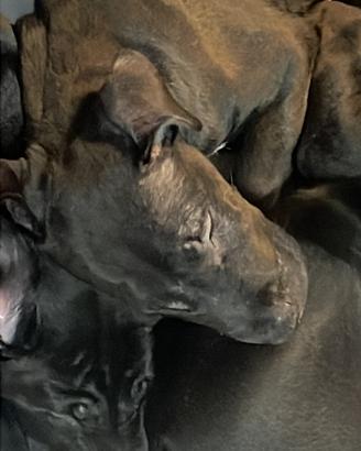 Cucciolo bullterrier